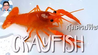 กุ้งเครย์ฟิช Crayfish สายp สีสวยๆ#ป้าตุ้ยยูทูป