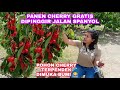 PANEN BUAH CHERRY PERTAMA KALI DI SPANYOL | POHON KECIL BUAH MELIMPAH