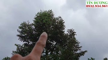 Phun thuốc tự động cho Sầu Riêng ở Cái Bè, Tiền Giang. TÍN DƯƠNG 0932934961.