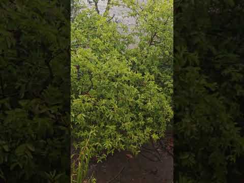 Rainy ☔session #viral #funny #trending #nature #shortvideo #shortvideo #shorts #short #yt #ytshorts