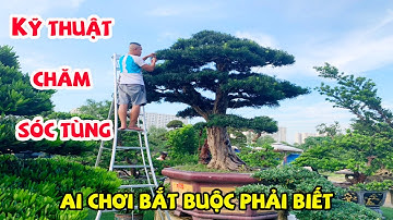 Kỹ thuật Chăm Sóc Cụ Tùng La Hán Nhật bắt buộc phải biết - Bonsai  Sài gòn