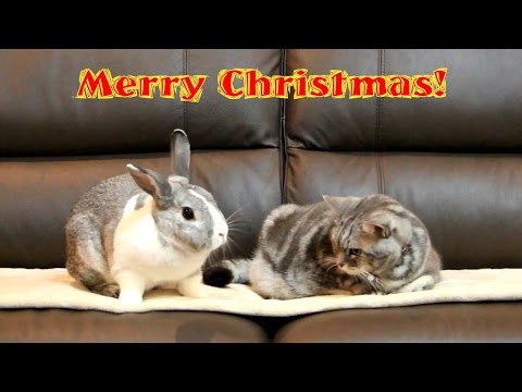 可愛い画像 クリスマスだよ！　全員集合！　【老猫×子猫×うさぎ】