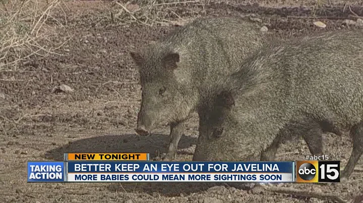 Javelina season begins in the Valley