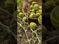 Harvesting Ripe Striped Oriental Melons from the Vine