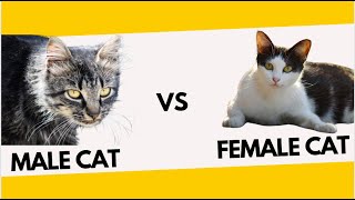 IS IT BETTER TO ADOPT A MALE CAT OR A FEMALE CAT? |  DIFFERENCE | MALE CAT VS FEMALE CAT #catviral