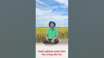 APN - Kinh nghiệm nhận biết lúa trúng khi cắt #shorts #kỹ_thuật_canh_tác_lúa