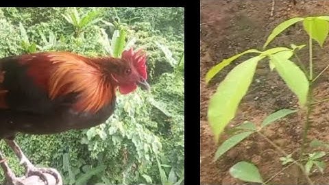 saib qaib qus f2 thiab ntoo yas