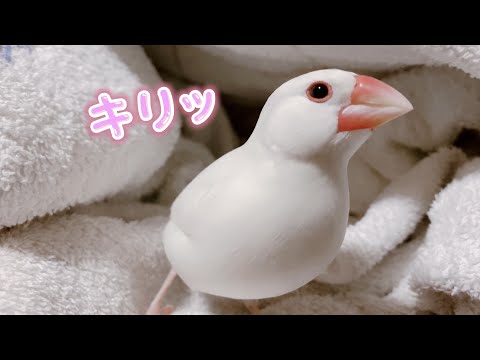 【白文鳥】今日の主役はココアです！！【Java sparrow】