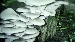 Самый простой метод выращивания гриба вешенки.(Для выращивания грибов вешенки на древесине нужно использовать только лиственные породы, Идеальным вариан..., 2014-06-30T18:31:25.000Z)