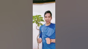 Khi nào thì tháo dây kẽm uốn cành? - Phiêu Du Bonsai