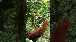 Download Lagu 🔴 DETIK-DETIK!!! AYAM HUTAN ASLI SUMATERA MENDEKATI TEAM ADVENTURE INDONESIA #adventureindonesia MP3