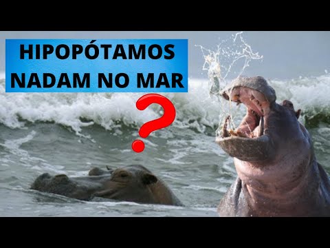 Vídeo: Os hipopótamos poderiam viver na Flórida?