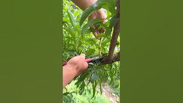 Stop Wasting Tree Energy - Do This Now! #satisfying #pruning #shortvideo #plumtree