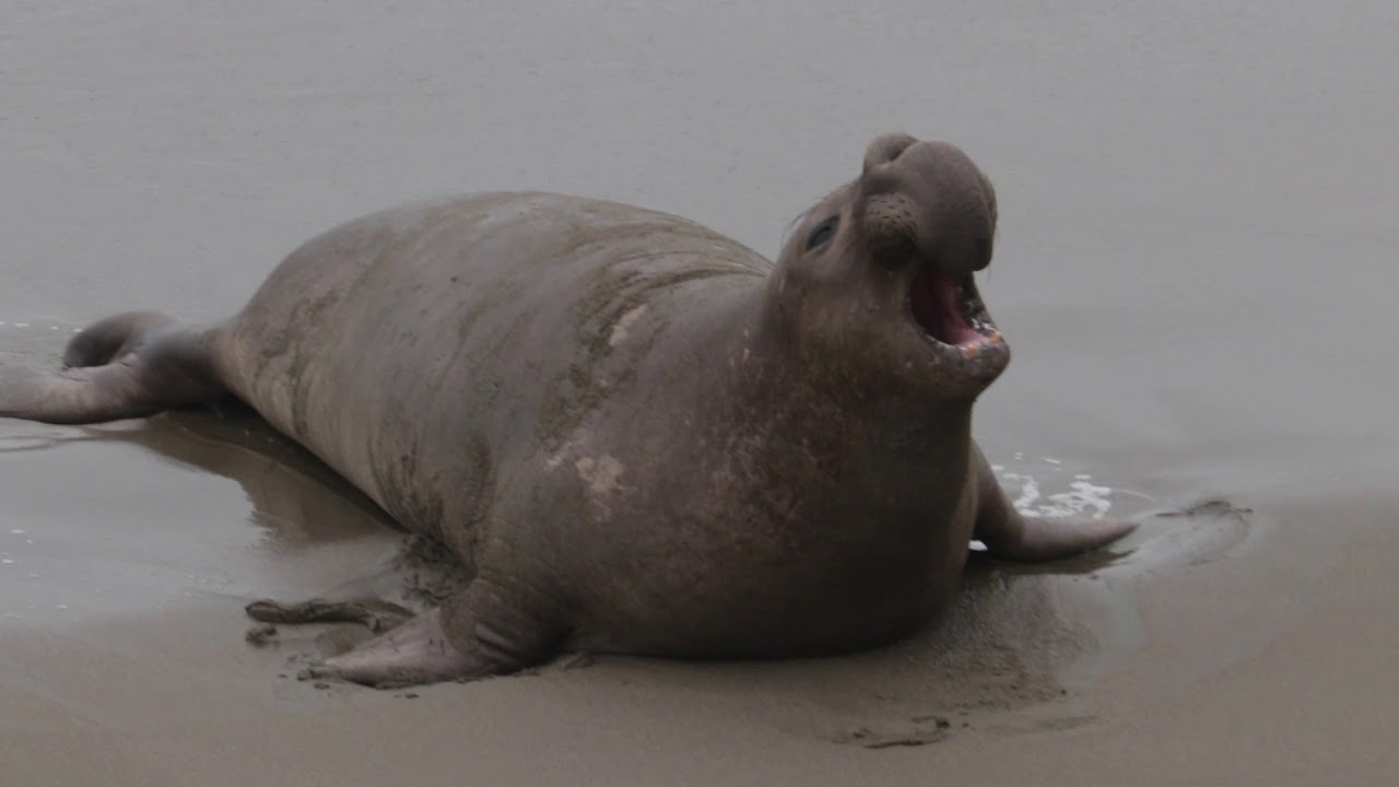 Elephant Seal Rookery
