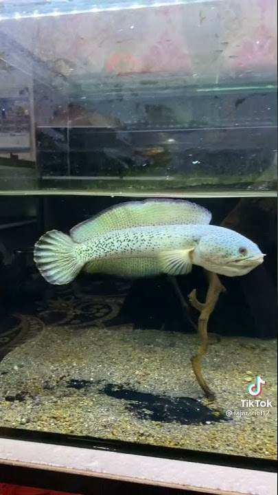 Story'WhatsApp// Ikan channa Barca Fajar arief bikin ngiler saja