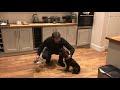 Teaching steadiness & wait to a working cocker spaniel puppy dog の動画、YouTube動画。