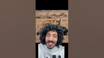 قطه الوشق المصري الاصليه عبر حدود سيناء المصرية القطه المصريه الاصيله شكرا ليكي 