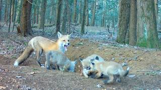 Baby Red Foxes Practice Hunting for the First Time - Mom Watches From the Den