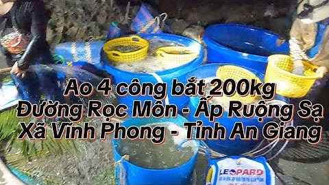 Ao 4 công bắt 200kg tôm càng múc 2 giờ sáng tại Đường Rọc Môn - Ấp Ruộng Sạ - Xã Vĩnh Phong - AG