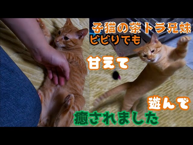 生後5カ月の茶トラの子猫はビビりでもヤンチャに遊んでへそ天で甘える