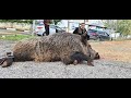 صيد احد الخنازير الضخمه بجانب المدرسة الاسلامية مدينة البيرة مع جمال العمواسي