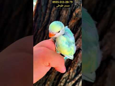 ۱۹ اکتبر ۲۰۲۵Very Beautiful Pastel Colored Brazilian Dwarf Parrot Chick