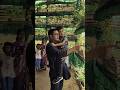 সব চারাগাছ গুলো বাড়ি নিয়ে যাবো|#shorts #trending #tree