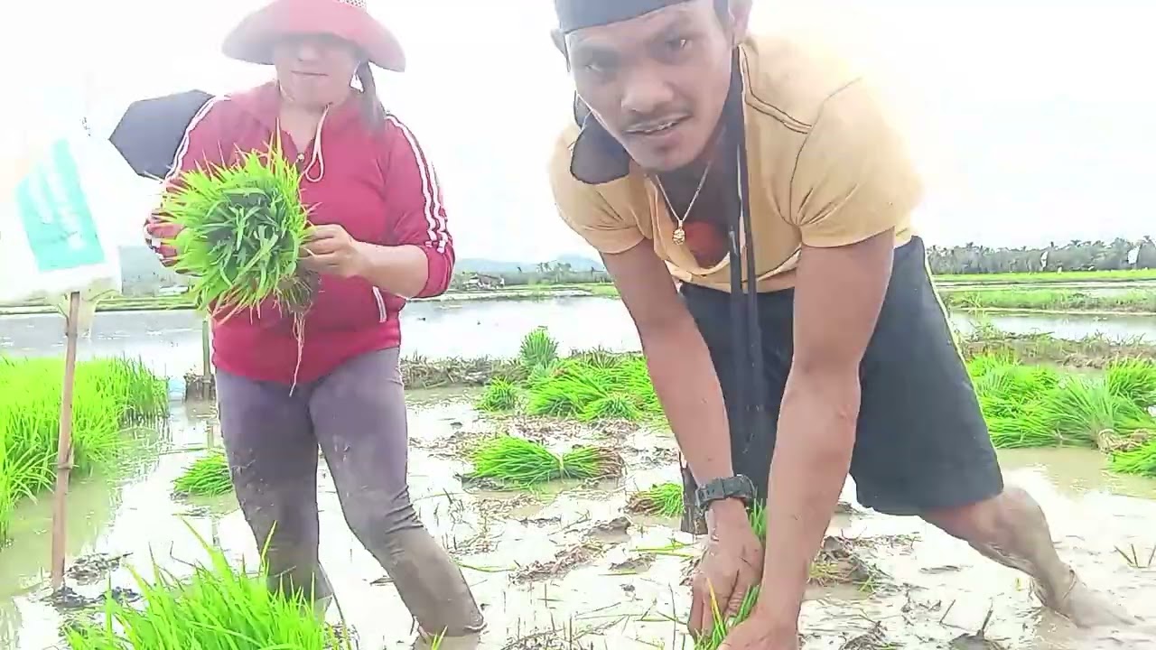Nag harvest kami ng mga similyang palay