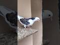 Iranian Kabootar 🔥 #pigeon #birds #kabutar