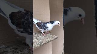 Iranian Kabootar 🔥 #pigeon #birds #kabutar