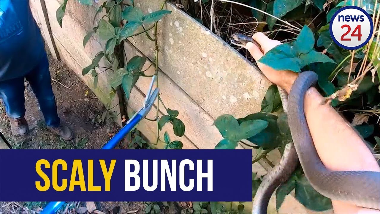 football score WATCH: Five black mambas found at ‘snake magnet’ property