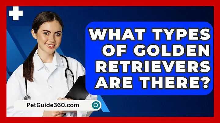What Types Of Golden Retrievers Are There? - PetGuide360.com