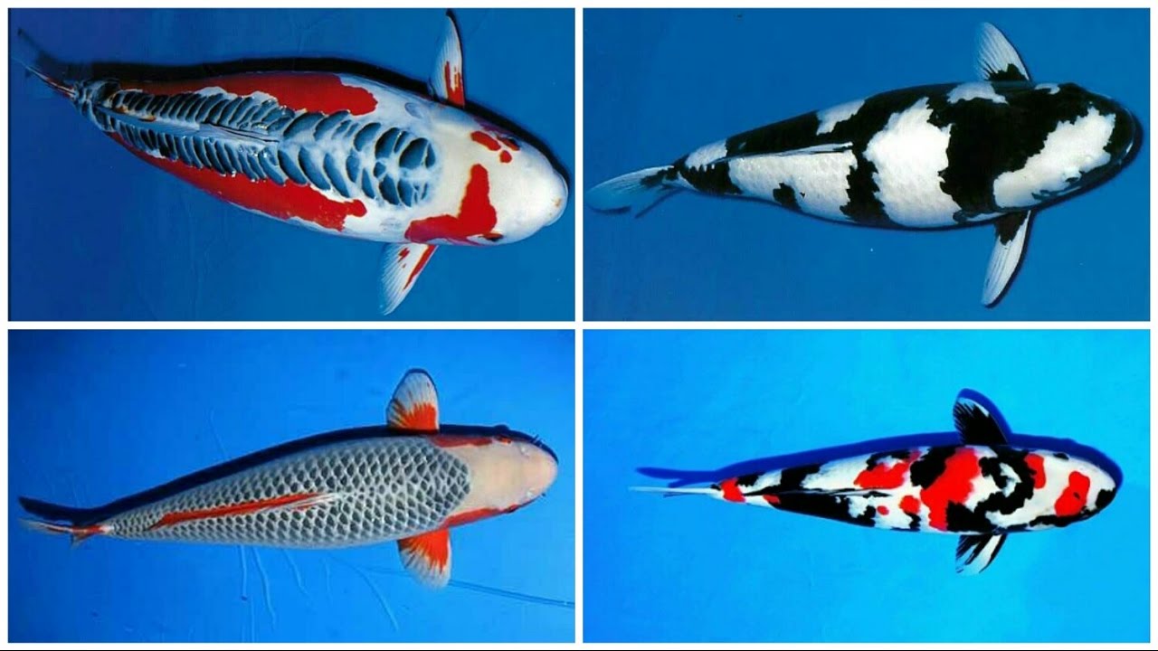 24 types and characteristics of the KOI Fish PART 1 