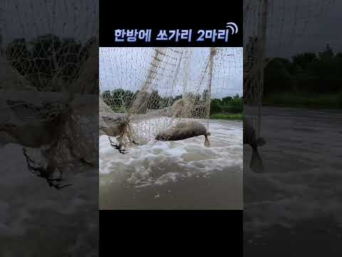 족대 한번에 쏘가리가 두마리!? thumbnail