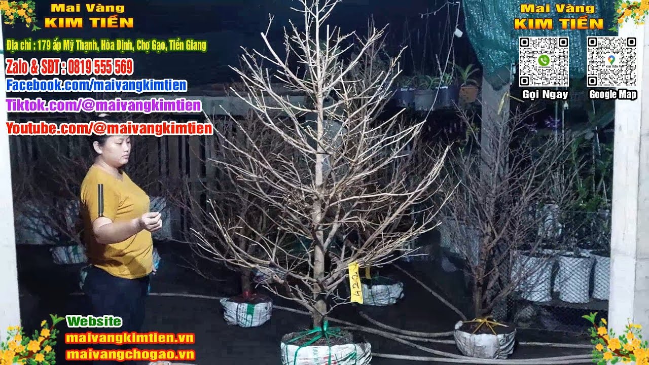 Mai Vàng Nhiều Nụ Đón Tết Bao Ship Toàn Quốc Giá Rẻ - Mai Vàng Kim Tiền Chợ Gạo