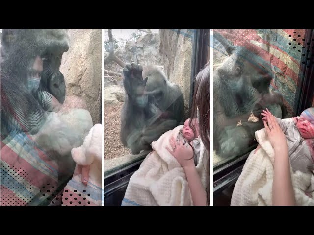 At the zoo: Gorilla mother Changa Maidi holds her baby