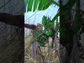 Traditional boiled banana                        #surviving by nature#cooking