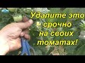 Увидели такое на своих томатах? Срочно удалите!