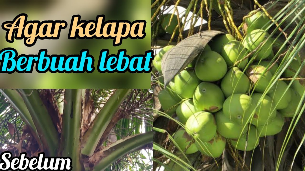 Cara merawat kelapa agar berbuah lebat