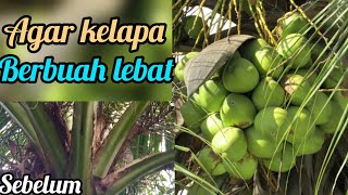 Cara merawat kelapa agar berbuah lebat