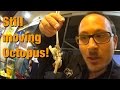 Korean LIVE Octopus & Seafood BBQ