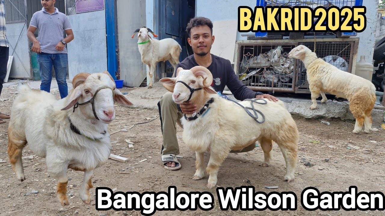 Amingad and Bannur Sheep Available for 78924 79542 Bakrid 2025