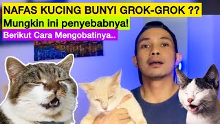 NAFAS KUCING GROK GROK  penyebab nafas kucing grok grok dan cara menngobati nafas kucing grok grok