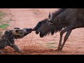 Prey vs Predator: Wild Animal Fights Vol.1