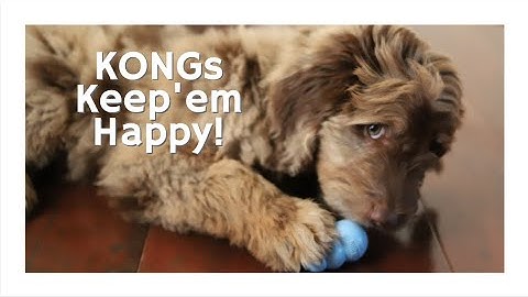 Our Puppy Loves Her KONG Natural Rubber Chew Toy