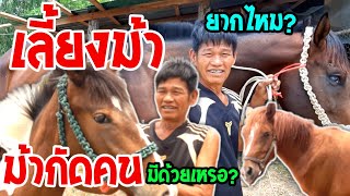 เลี้ยงม้า กับเรื่องราวในอดีต "ม้ากัดคน"มีด้วยเหรอ? ม้าดุ ม้าเชื่อง ดูยังไง เลี้ยงม้ายากไหม ดูคลิปนี้