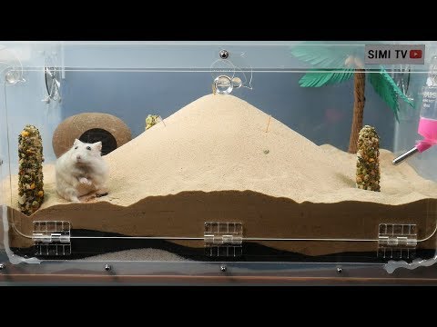 [햄스터 관찰] 리빙박스에 모래를 가득 채우면 하는 행동