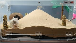 [ENG Sub] What a hamster does when a living box is filled with sand.