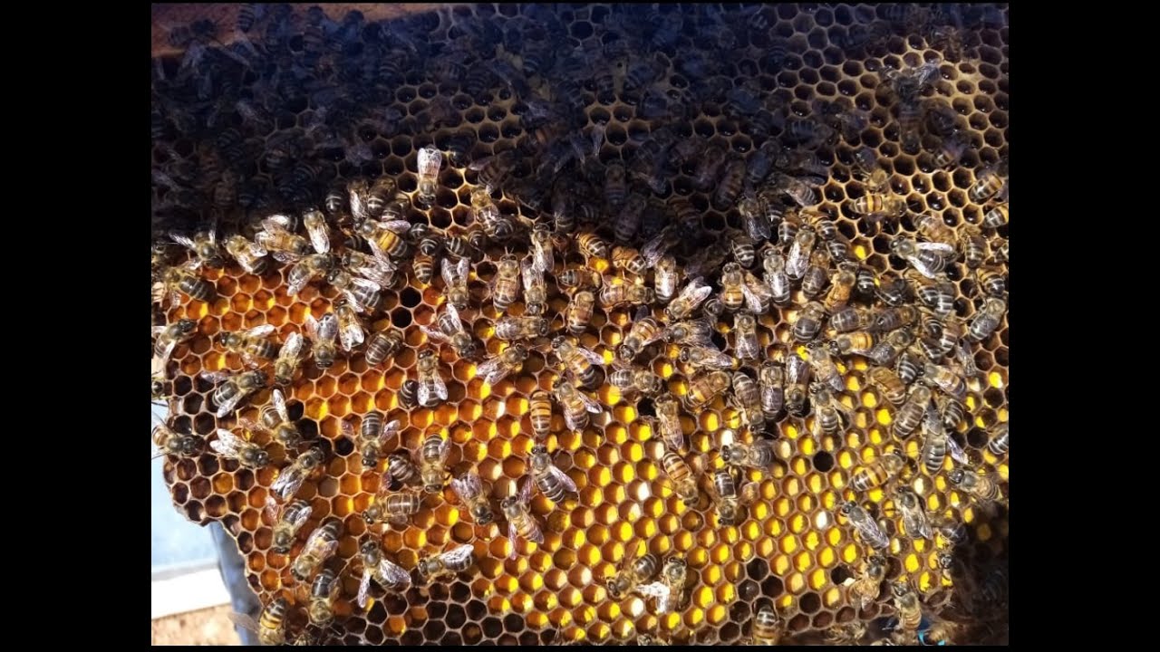 فحص خلية نحل في مرعى الخروب والوقوف على أهم النقاط