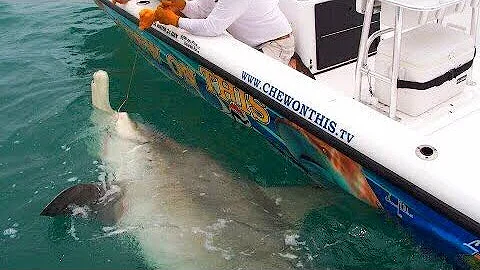 Fishing Awesome 1,000 Pound Hammerhead Shark Giant Fish - Florida Shark Catches - Chew On This